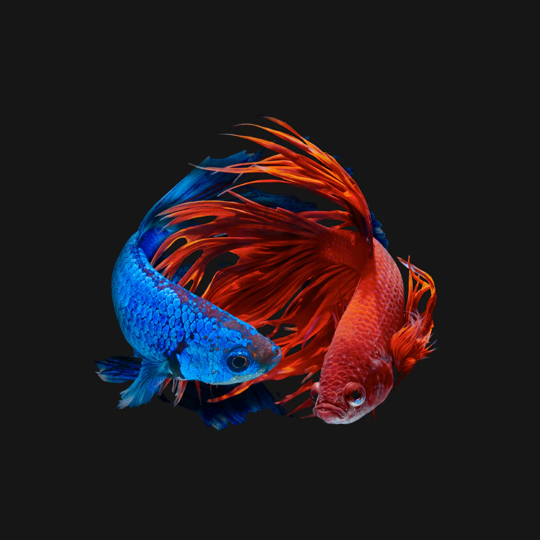 Exotic Thai Betta Living Art