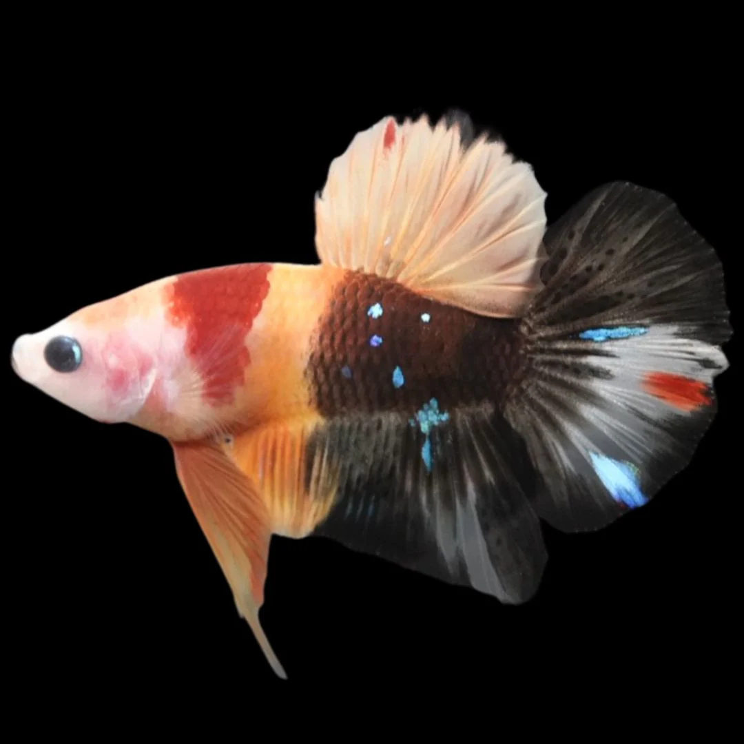 Koi
